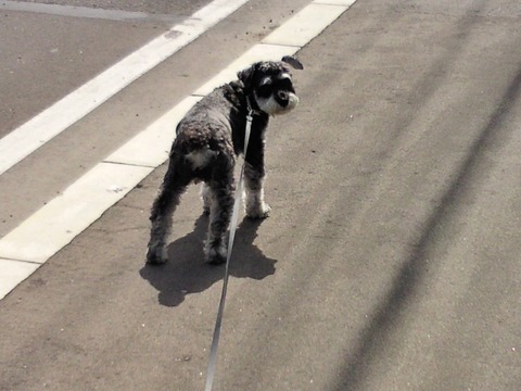 べきたんとそらちゅんお散歩120