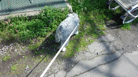 べきたんとそらちゅんお散歩176