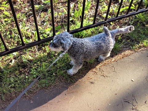 べきたんとそらちゅんお散歩138