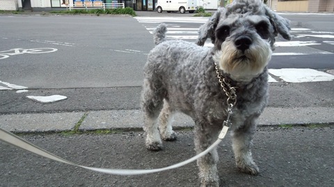 べきたんとそらちゅんお散歩189