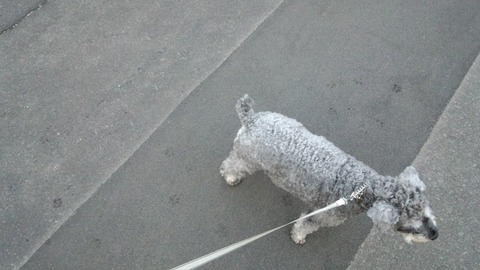 べきたんとそらちゅんお散歩188