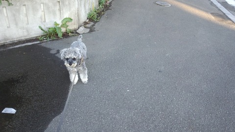 べきたんとそらちゅんお散歩622