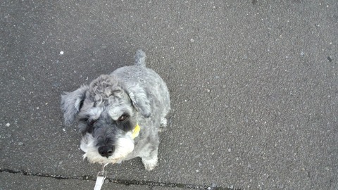 べきたんとそらちゅんお散歩180