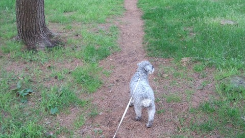 べきたんとそらちゅんお散歩195