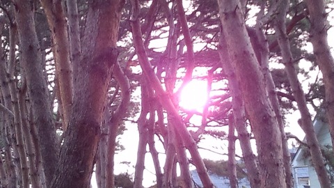 べきたんとそらちゅんお散歩194