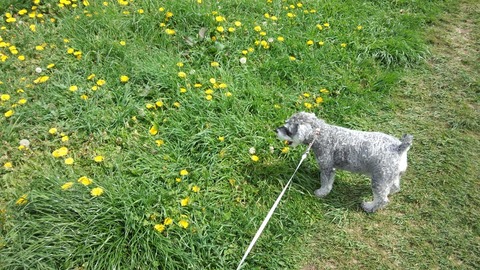 べきたんとそらちゅんお散歩174