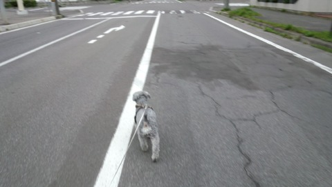 べきたんとそらちゅんお散歩443