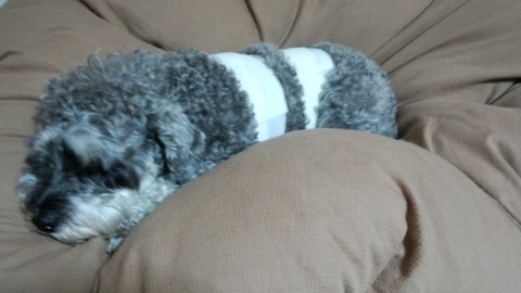 べきたんとそらちゅんお散歩308