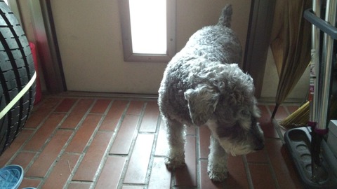 べきたんとそらちゅんお散歩175