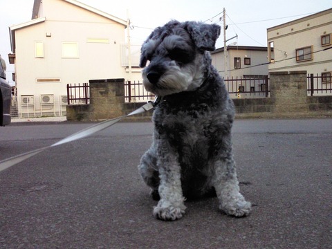 べきたんとそらちゅんお散歩112