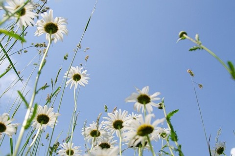 daisies-5343423_640