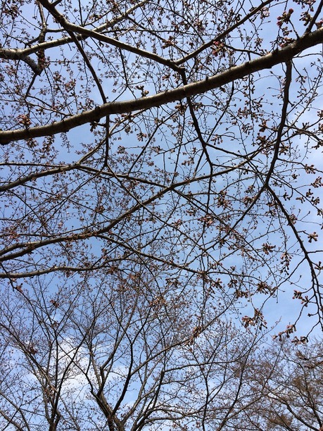 sakura 25