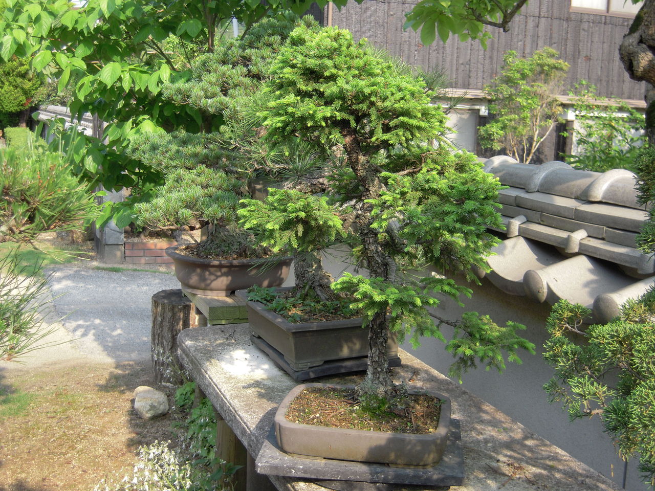 蝦夷松盆栽 : Brilliant Days 田舎親父の趣味三昧 蝦夷松盆栽 : Brilliant Days 田舎親父の趣味三昧