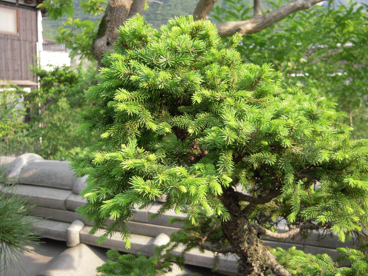 蝦夷松盆栽 : Brilliant Days 田舎親父の趣味三昧 蝦夷松盆栽 : Brilliant Days 田舎親父の趣味三昧