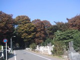 紅葉雑司が谷霊園_1