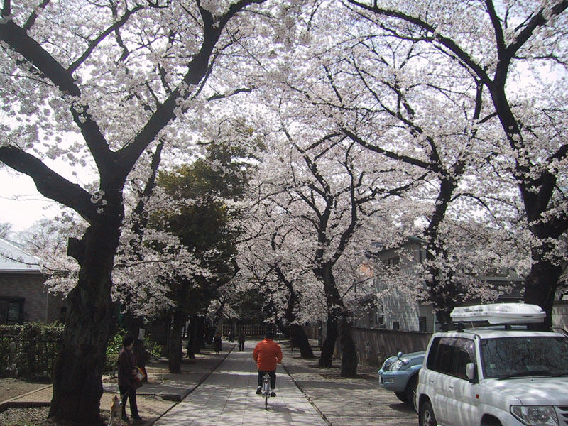 威光山 法明寺 桜のトンネル 南池袋 東池袋 雑司が谷 豊島区通信 威光山 法明寺 桜のトンネル 南池袋 東池袋 雑司が谷 豊島区通信