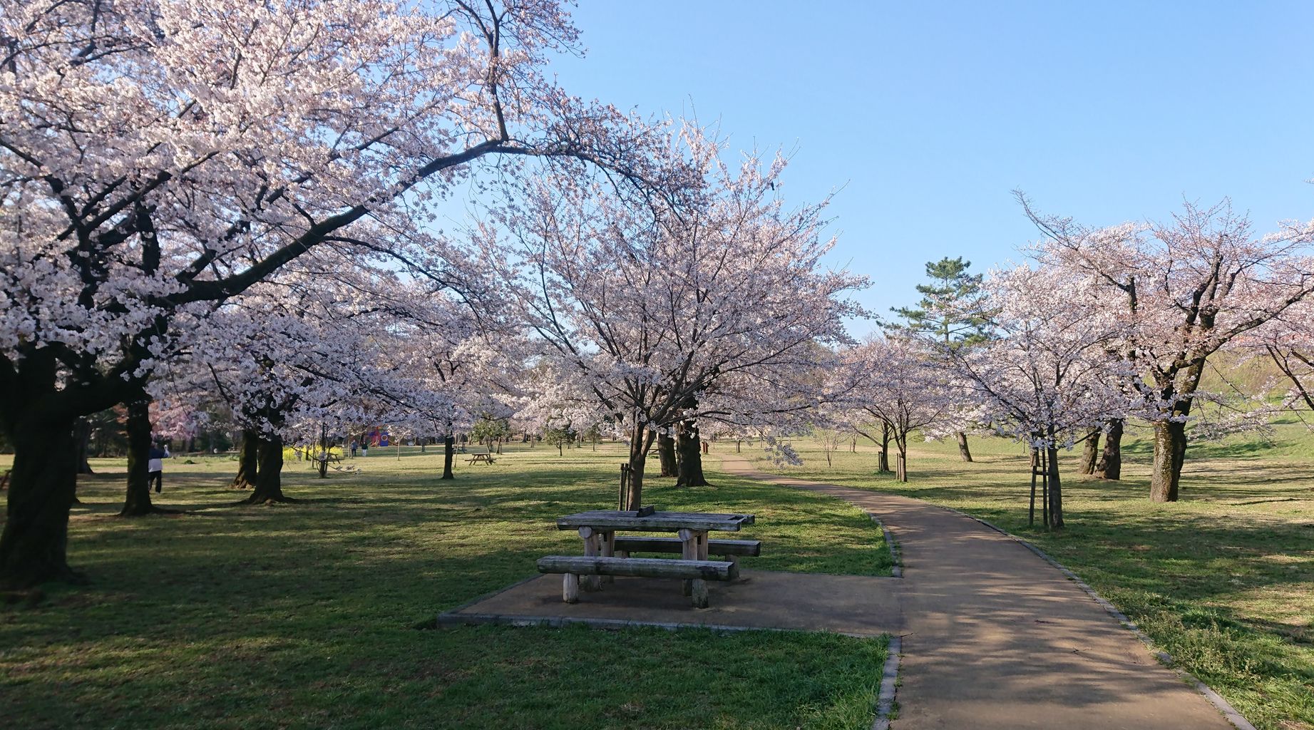 百花繚乱 お花見の日 オルデュール