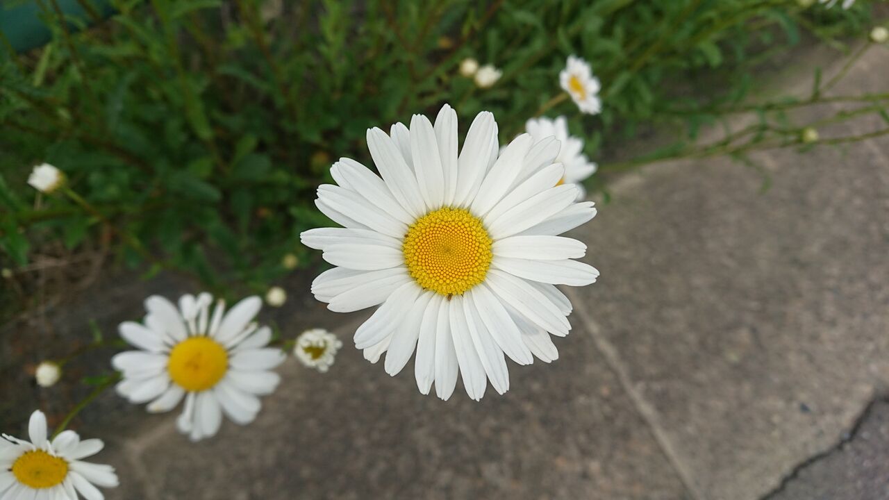 カミツレの花 オルデュール カミツレの花 オルデュール