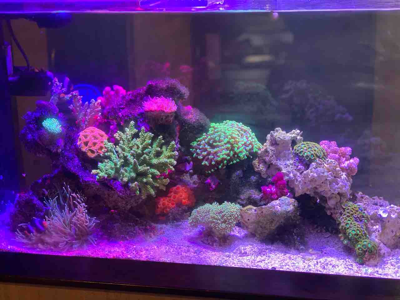 ミドリイシ落札 海水魚の飼育と愛犬日記