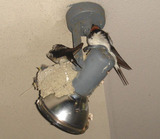 0723swallow.jpg