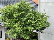IMG_3793