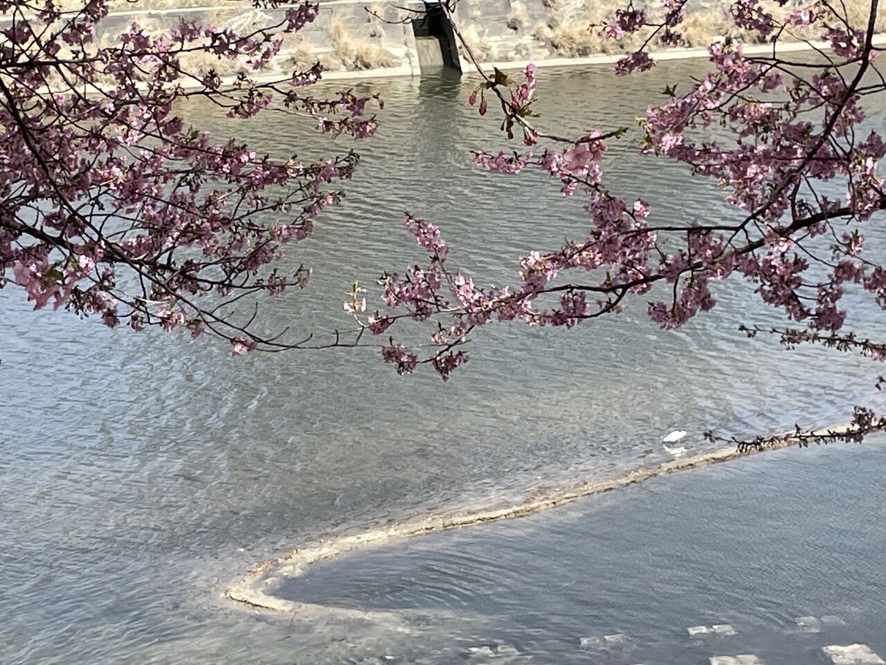老後のblog 伝道ヴァイブ 水辺にしらとり 葵桜 その３