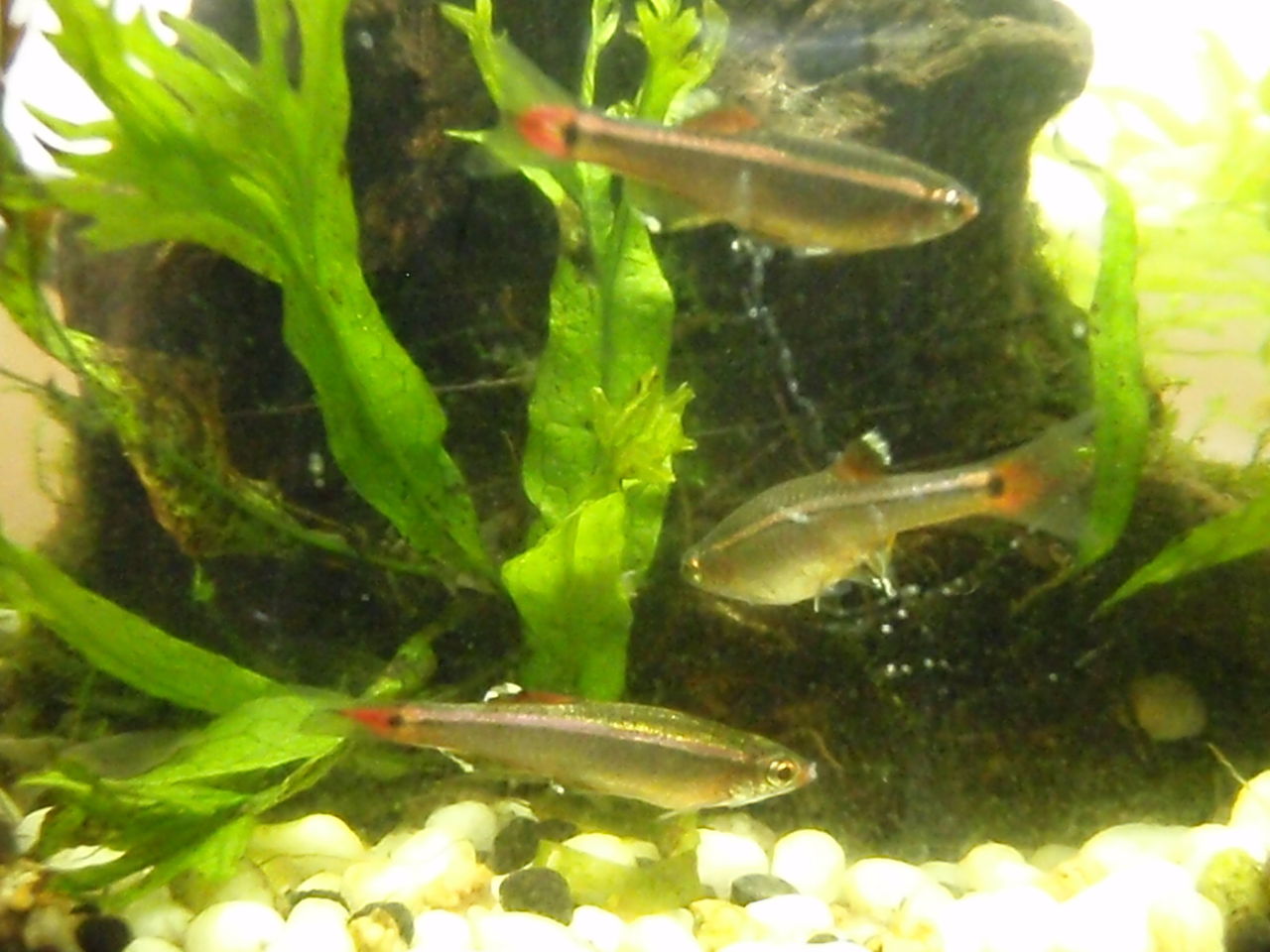 ボトルアクアリウムと小さな住人 川の流れを感じながら