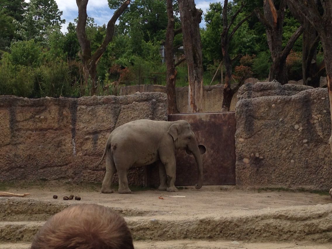 チューリッヒ動物園 ブルーナー家子育て日記 In スイス チューリッヒ動物園 ブルーナー家子育て日記 In スイス