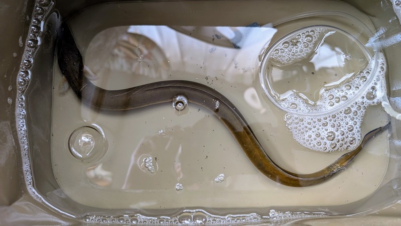 PXL_20250621_043301218