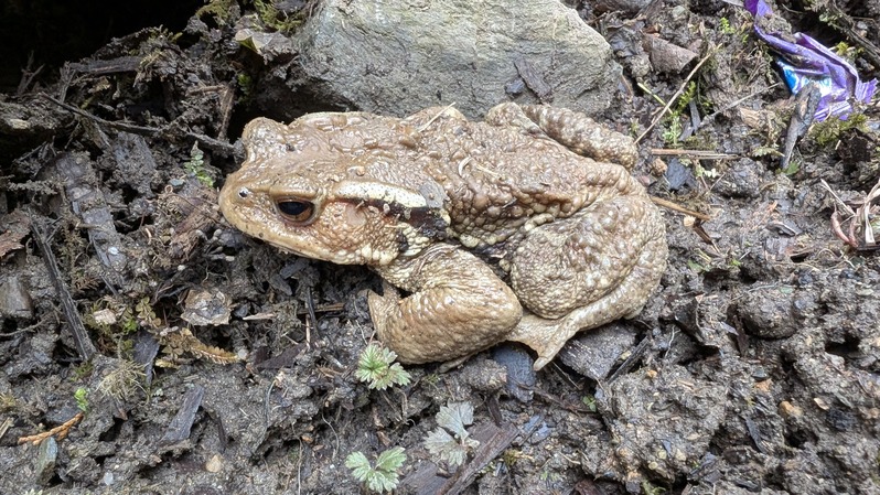 PXL_20250301_064100957.MP