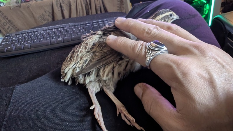 PXL_20251203_030456871.MP