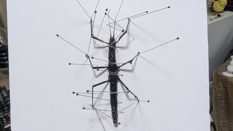 PXL_20260315_043902754.MP