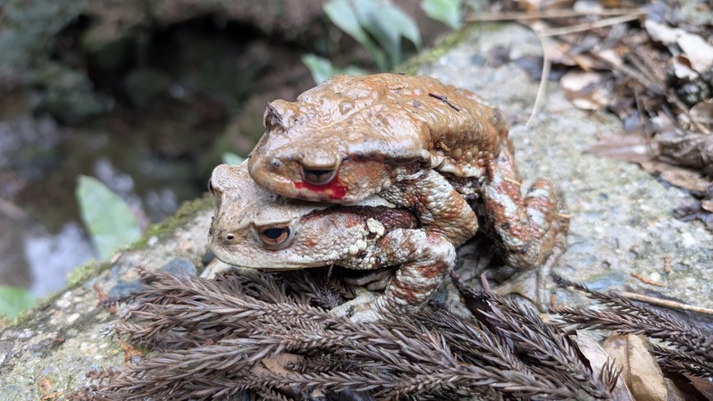 PXL_20250301_065453430.MP