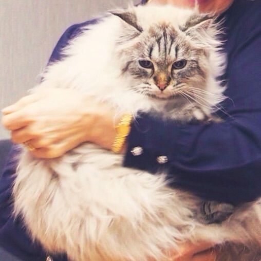 トピック 知事も溺愛のモフモフにゃんこ ミールくん が可愛い 秋田めん恋blog