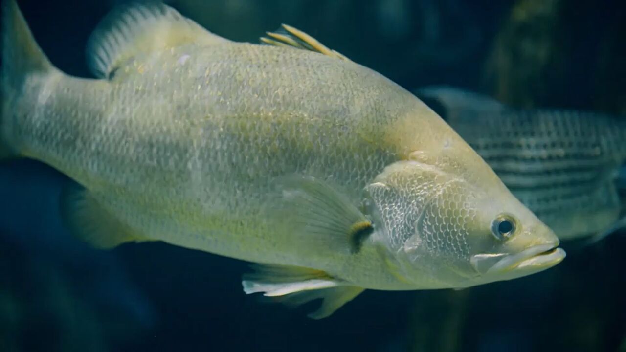 ナイルパーチの女子会 第8話 最終回 ｂｓテレ東 3月日 土 放送分 ぶーぶー 昔ドラマー今ドローン