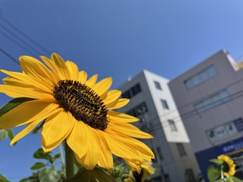 220805 お花集め