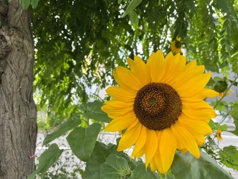 220807 お花集め