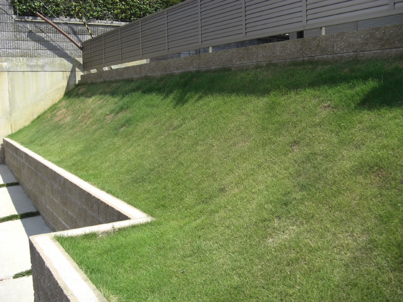 芝生の手入れ バブうら