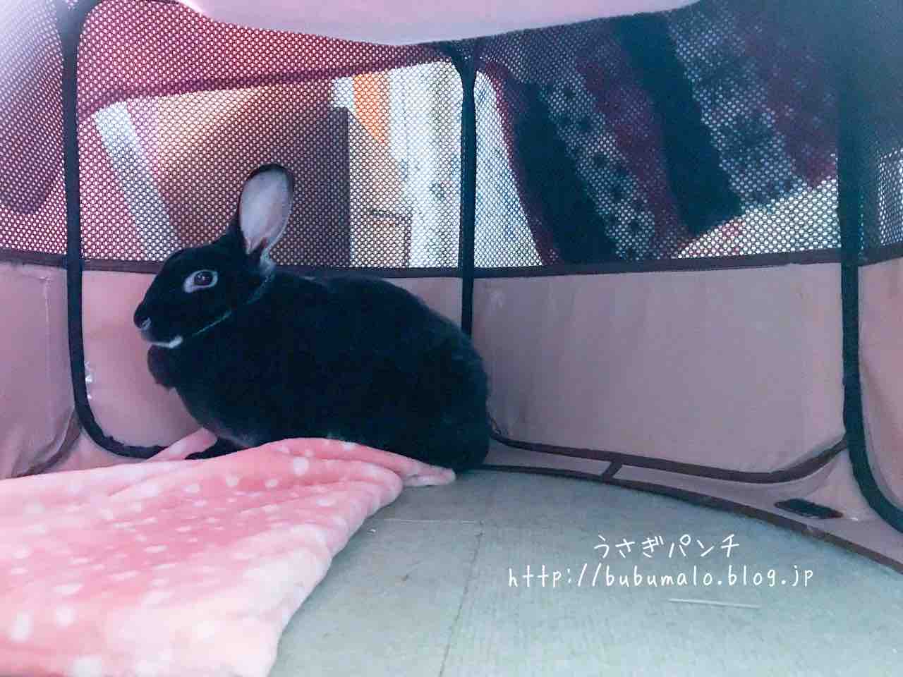 病院レポ うさぎが腹痛 ご飯も食べず苦しそうで夜間救急行った件 うさぎパンチ