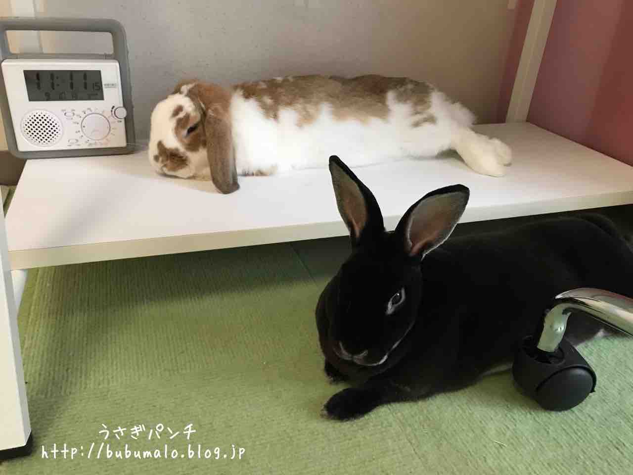 うさぎホテル はじめてペットホテルを使ってみた 3 ラスト回 大阪 うさぎ星さんレポ うさぎパンチ