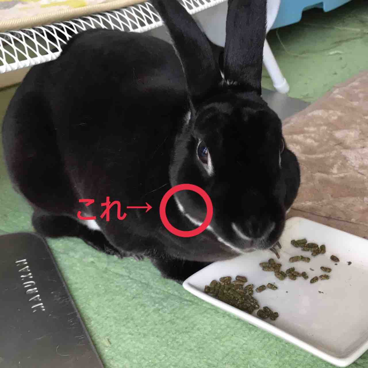 うさぎを飼い始めてから気づいた 換毛期のおもしろ抜け毛 うさぎパンチ うさぎを飼い始めてから気づいた 換毛期のおもしろ抜け毛 うさぎパンチ