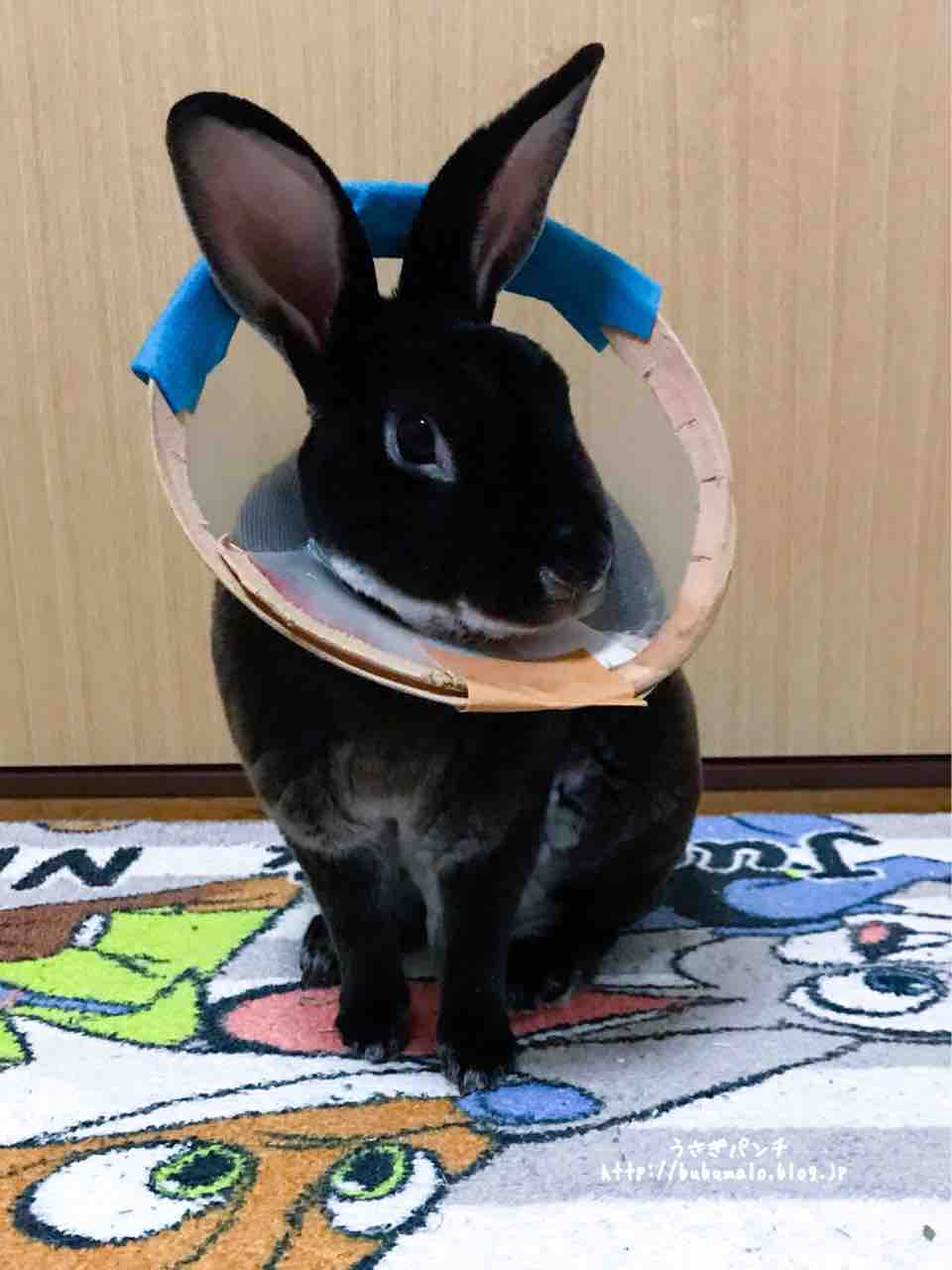 うさぎのお役立ち ぶぶの去勢手術レポート うさぎパンチ うさぎのお役立ち ぶぶの去勢手術レポート うさぎパンチ
