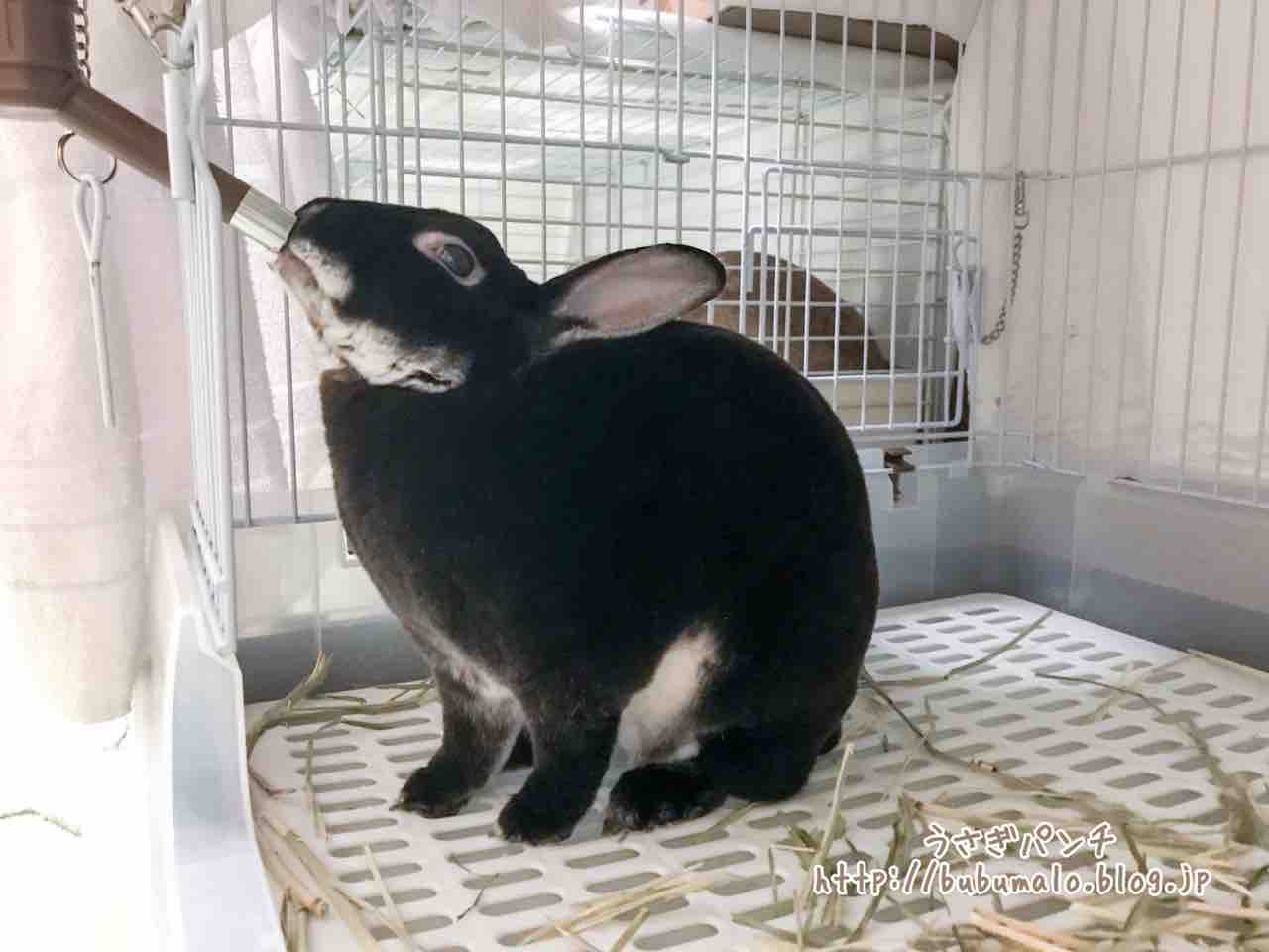 うさぎのお役立ち うさぎのダイエットチャレンジ たぶんラスト回 うさぎパンチ