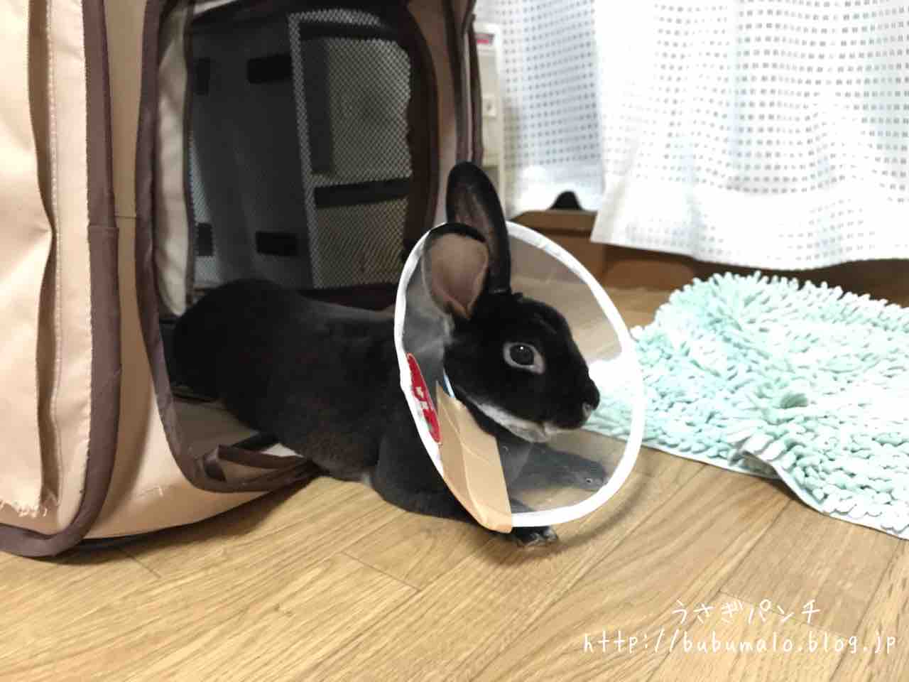 うさぎのお役立ち ぶぶの去勢手術レポート うさぎパンチ