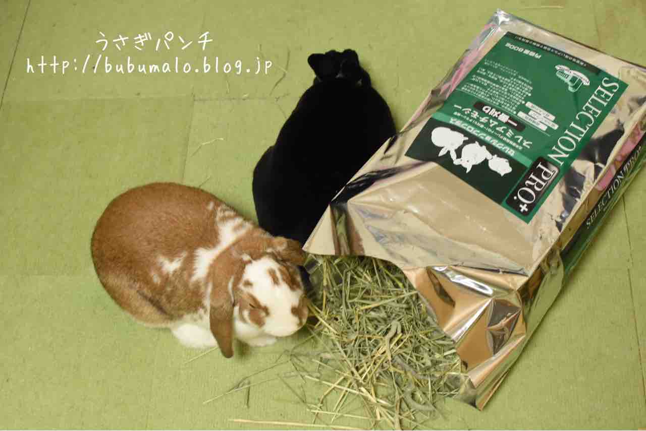 送料無料 牧草市場 北海道産チモシー2番刈り牧草 3kg 500g×6パック 【99%OFF!】 送料無料 牧草市場 北海道産チモシー2番刈り牧草 3kg 500g×6パック 【99%OFF!】