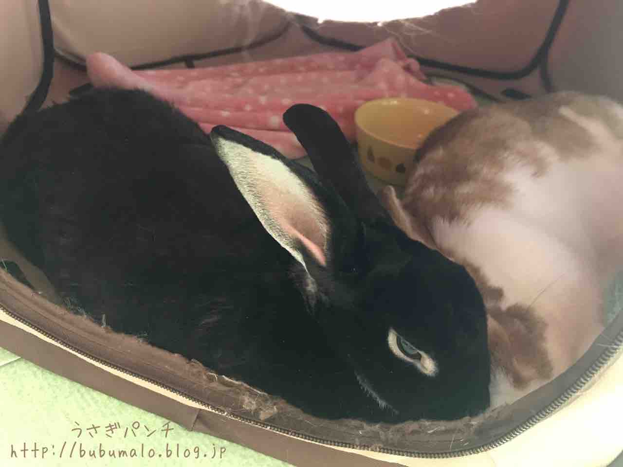 病院レポ うさぎが腹痛 ご飯も食べず苦しそうで夜間救急行った件 うさぎパンチ