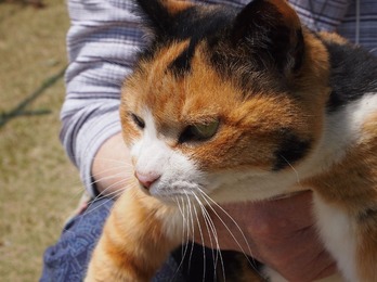 neko