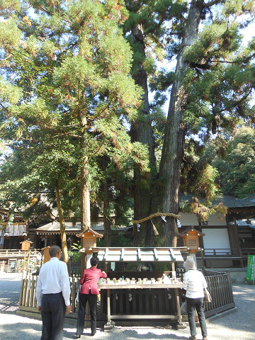 大神神社の拝殿前にある巳の神杉 - ぶっちゃけ古事記