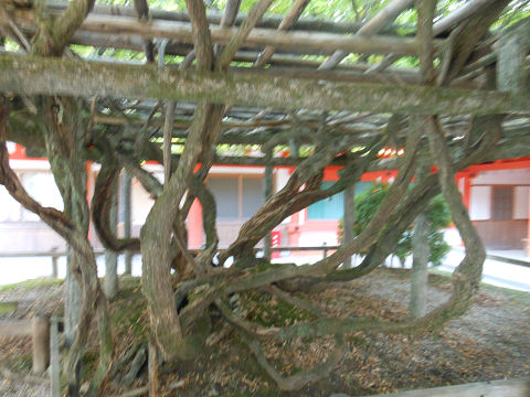 春日大社の回廊内東南にある藤棚 - ぶっちゃけ古事記