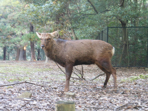 春日大社の鹿はアメノカクノカミ、の末裔？ - ぶっちゃけ古事記